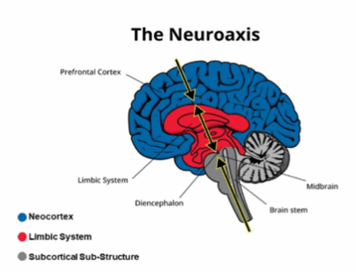 The Art & Science of Simplifying Neurobiology